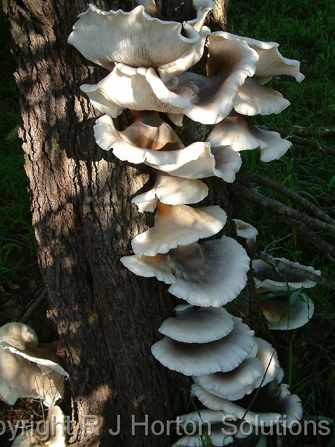 Bracket Fungus